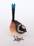 Bristlebrush - Male Blue Wren