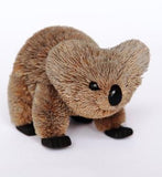 Bristlebrush - Crawling Koala