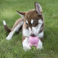 Puppy in grass playing and licking KONG with KONG easy treat Puppy Paste inside