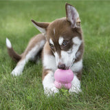 Puppy in grass playing and licking KONG with KONG easy treat Puppy Paste inside