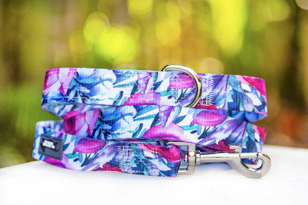 Dizzy Dog Leads and Seatbelt